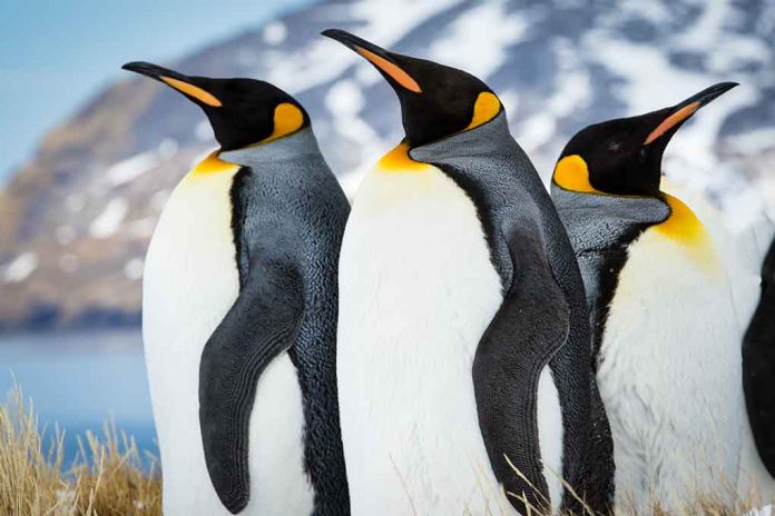 Emperor Penguins To Enter Endangered Species List