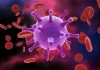 Virus surrounded by red blood cells