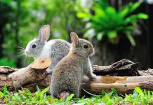 Two rabbits sitting on grass near wooden logs