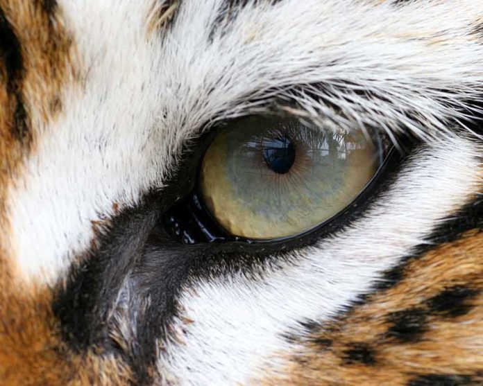 shutterstock_607892.jpg Close-up of a tigers eye showcasing its intricate details