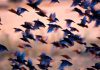 Many birds flying together at dusk.
