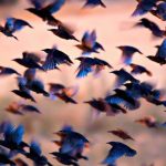 Bird Apocalypse – Entire Species EXTINCT! Many birds flying together at dusk.