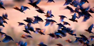 Many birds flying together at dusk.