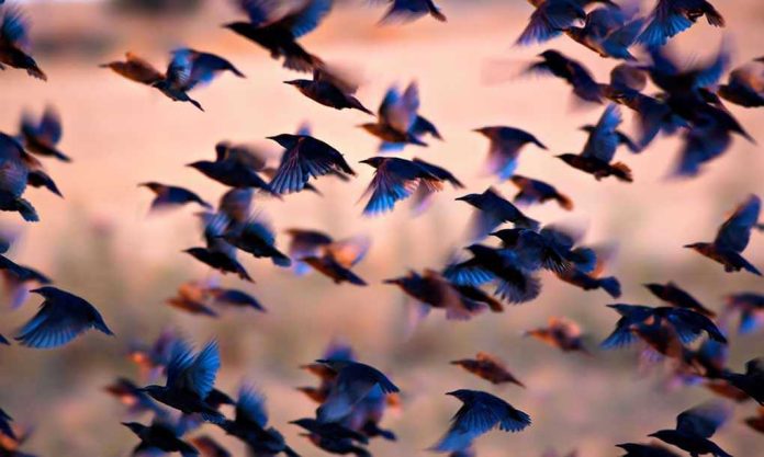 614886038 Many birds flying together at dusk.
