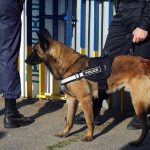 Federal Dog ATTACKED – Guard Troops Mobilized Police dog standing with two officers.