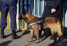 Police dog standing with two officers.