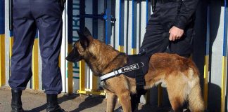 Police dog standing with two officers.