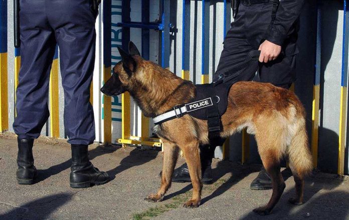 Police dog standing with two officers.