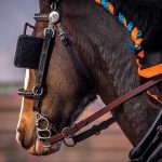 Horse with colorful braids and bridle, side profile.