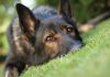 Close-up of a dog resting on green grass
