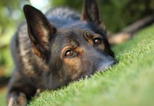 Close-up of a dog resting on green grass