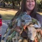 It's raining iguanas thanks to South Florida cold snap