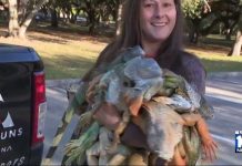 It's raining iguanas thanks to South Florida cold snap