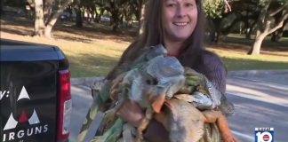 It's raining iguanas thanks to South Florida cold snap