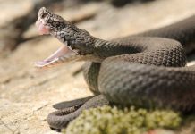 A close-up of a snake with its mouth open, displaying its fangs
