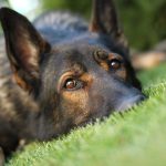 Close-up of a dog resting on green grass
