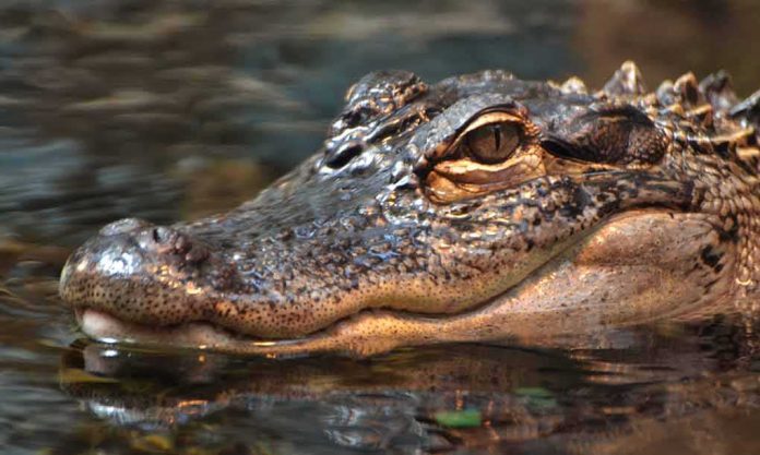 Close-up of a crocodile's head partially submerged in water