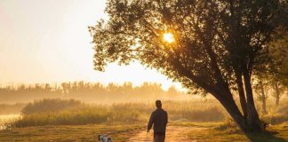 Man walking dog along sunlit path through trees