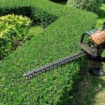 A gardener using a hedge trimmer on a bush