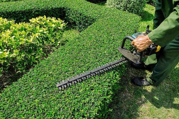 shutterstock_188410403.jpg A gardener using a hedge trimmer on a bush