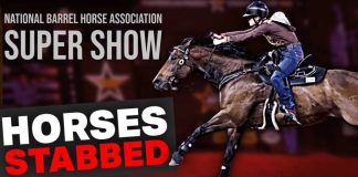 Horses Attacked at NBHA Vegas Super Show