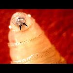 Flesh-Eating Flies Spark Texas Power Fight Second screwworm case in Texas confirmed, as Abbott expands state disaster declaration