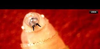 Second screwworm case in Texas confirmed, as Abbott expands state disaster declaration