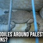 Israel Moves Ahead With Controversial Crocodile Prison Plan for Palestinian Detainees