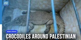 Crocodile Moats Around Prisons Plan Takes Shape Israel Moves Ahead With Controversial Crocodile Prison Plan for Palestinian Detainees