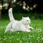 A white cat running through a grassy field