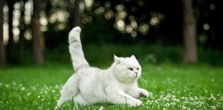 Viral Kitten Hijacks First MLB Pitch A white cat running through a grassy field