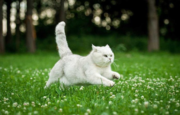shutterstock_149320823 A white cat running through a grassy field