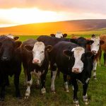 Oregon’s Wild Ban Fight Explodes herd of cows standing in a green pasture at sunset
