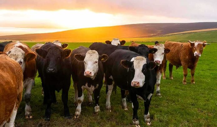 herd of cows standing in a green pasture at sunset
