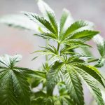 Edibles Break DUI Tests — Lawmakers Scramble Cannabis plant leaves in close-up