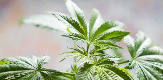 Cannabis plant leaves in close-up