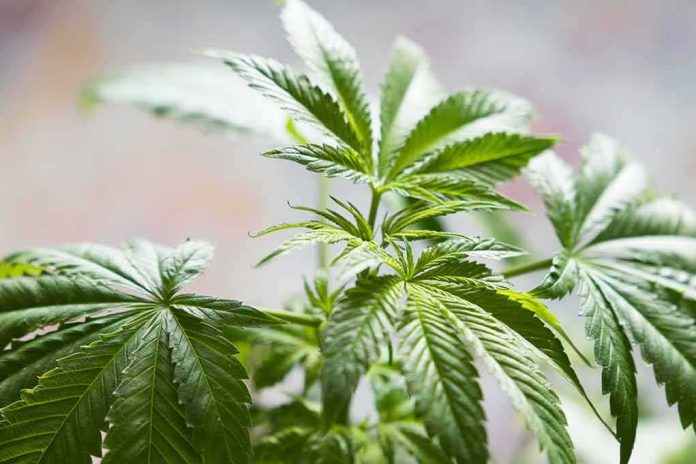 Cannabis plant leaves in close-up