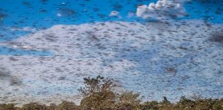 Swarm of locusts over a green field