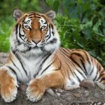 Tiger resting on the ground with paws forward