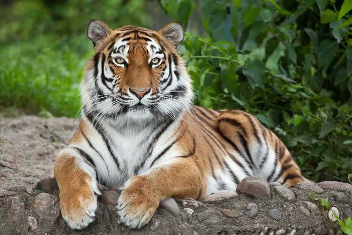 Tiger resting on the ground with paws forward